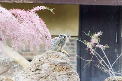 Close-up of a meerkat sitting on a rock