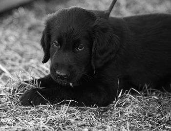 Portrait of puppy sitting on grass