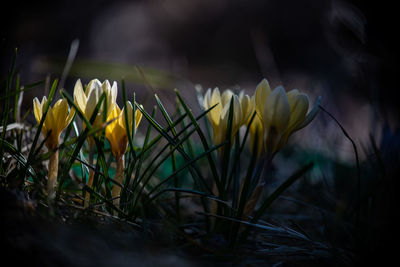 Close-up of yellow crocus flowers on field