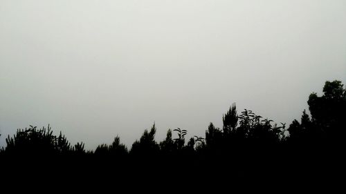 Trees against clear sky