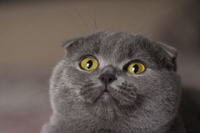 Close-up portrait of a cat