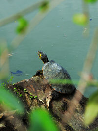 High angle view of bird on rock