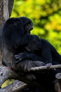 Monkey sitting on a tree