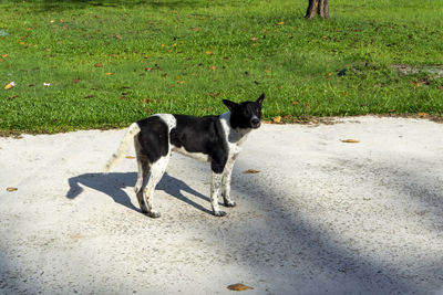 View of a dog on road