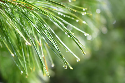 Close-up of plant