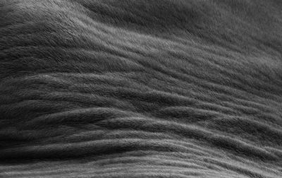 Full frame shot of a horse