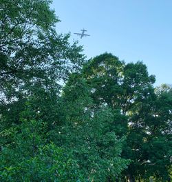 Low angle view of trees against sky