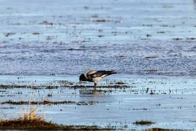 Crow pretending to be a water bird. kalvebod fælled nature area, copenhagen.