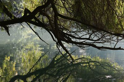 Scenic view of lake in forest