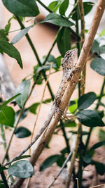 Close-up of butterfly on plant