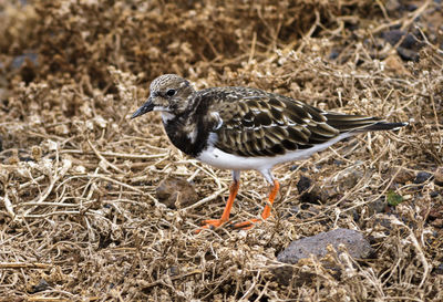 Close-up of a bird