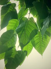 Close-up of green leaves