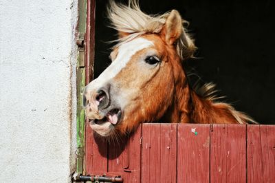 Close-up portrait of horse in stable