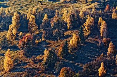 High angle view of trees on land