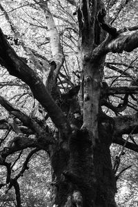 Low angle view of bare tree