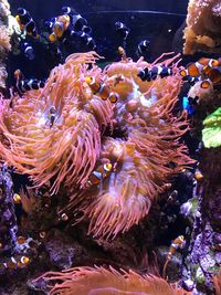 Close-up of coral underwater