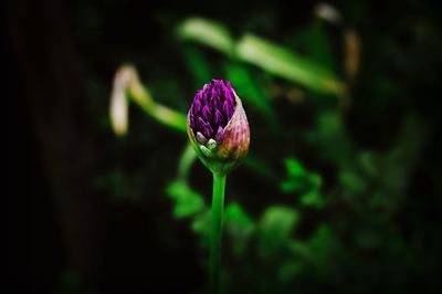 Close-up of purple flower bud