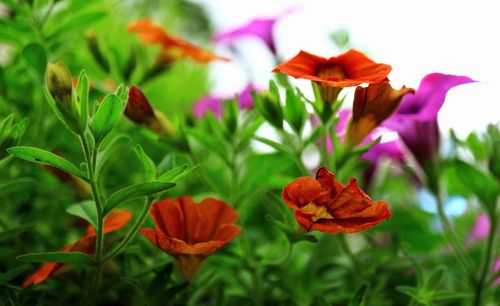 Close-up of red flowering plants