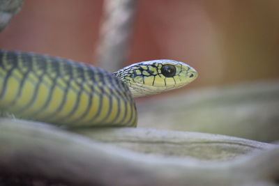 Close-up of snake