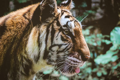 Close-up of a tiger looking away