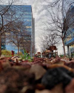 Surface level of bare trees against buildings