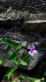 Full frame shot of purple flowers