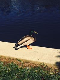 Bird in water