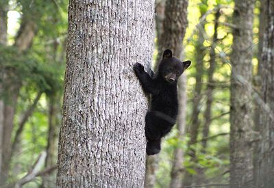 Close-up of bear on tree trunk in forest