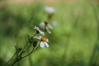 Close-up of white flowering plant