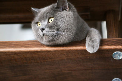 British shorthair cat watching through brown steps of stairs