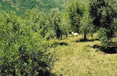 View of sheep in forest