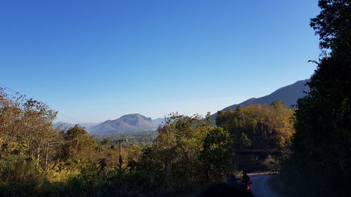 Plants and trees against clear blue sky