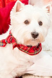 Close-up portrait of dog