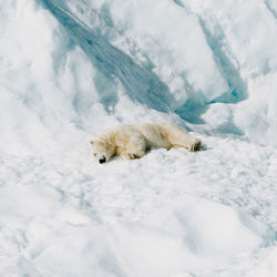 Dog on snow covered field