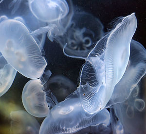 Close-up of jellyfish swimming in sea