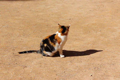 Cat sitting on a land