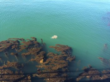 High angle view of jellyfish swimming in sea