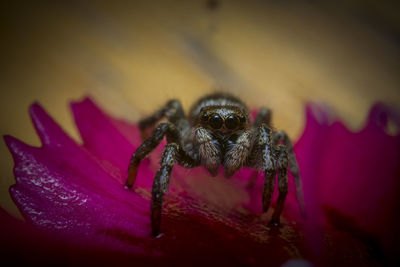 Close-up of spider on flower