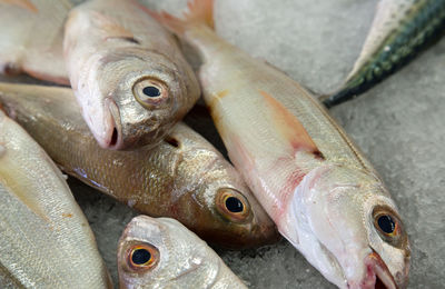 Close-up of fish for sale in market