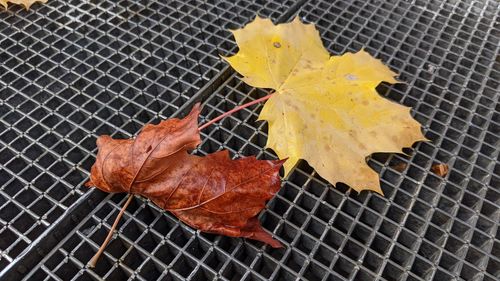 High angle view of maple leaf on autumn leaves