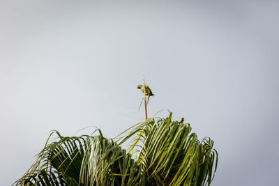 Close-up of butterfly on plant against clear sky