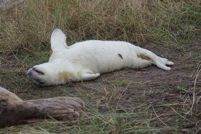 View of a dog resting on field