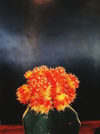 Close-up of marigold flowers