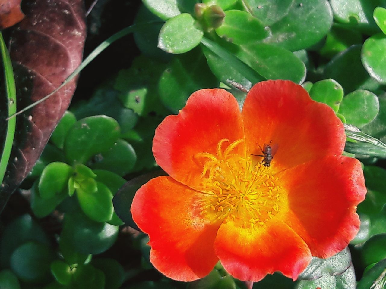 flower, growth, petal, plant, freshness, beauty in nature, nature, one animal, leaf, insect, animal themes, fragility, flower head, animals in the wild, outdoors, day, no people, close-up, red, animal wildlife, blooming, bee