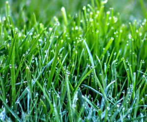 Close-up of grass growing on field