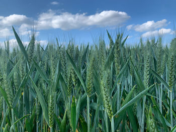 Crops growing on field against sky