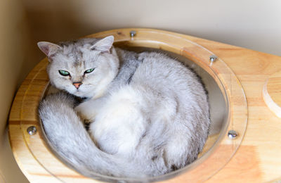 Cute gray scottish straight cat sleep in house, popular pet animal concept