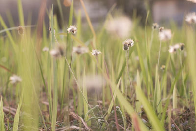 Close-up of dandelion on field