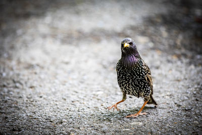 Close-up of a bird