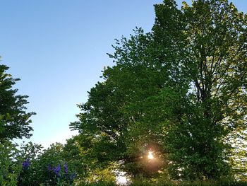 Low angle view of trees against clear sky